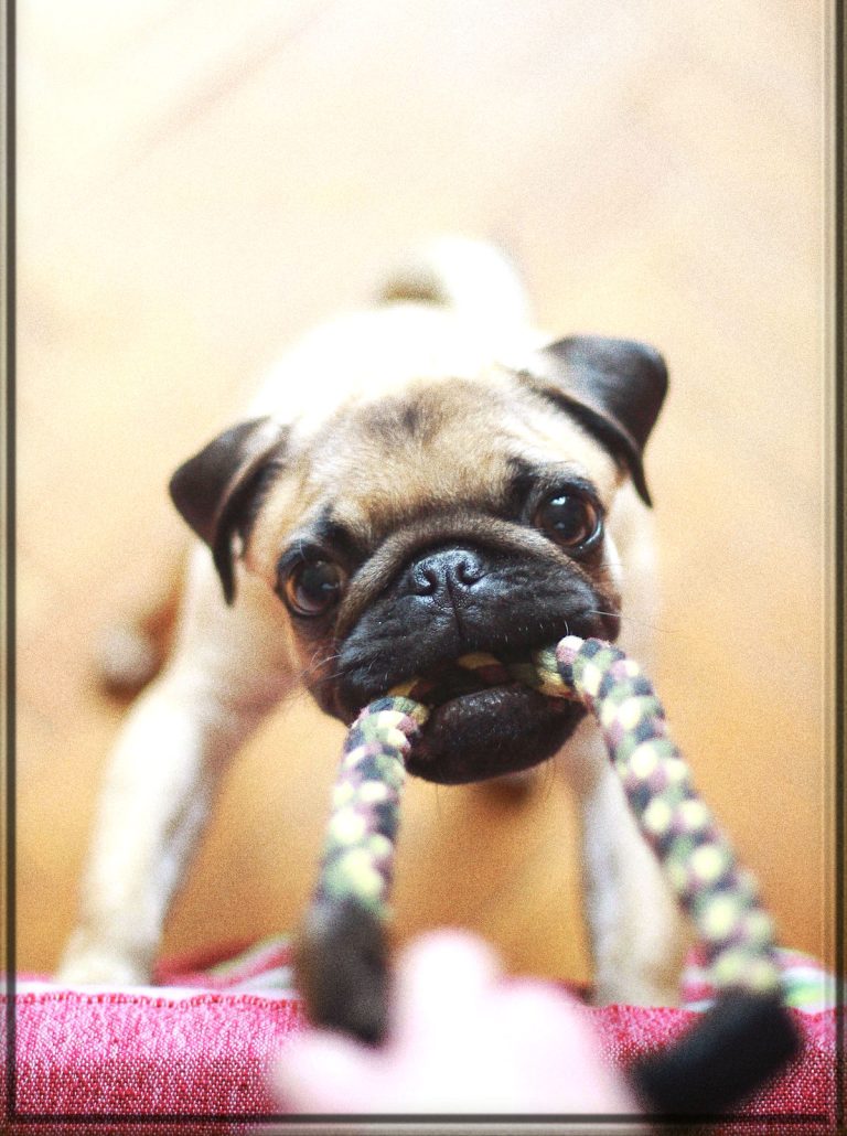 Rüyada Köpek Isırması