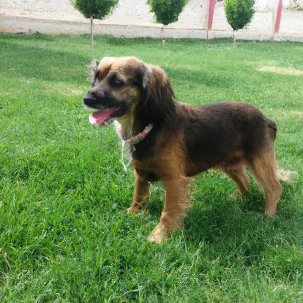 Ruyada Kopek Saldirisina Ugramak