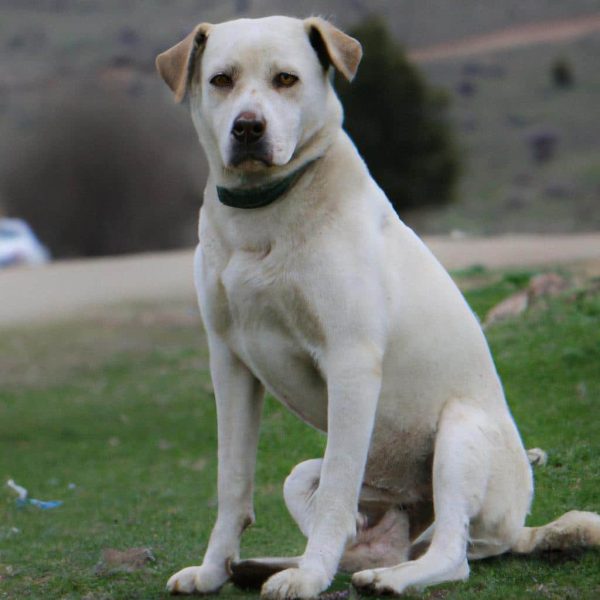 Ruyada Kopek Tarafindan Kovalanmak