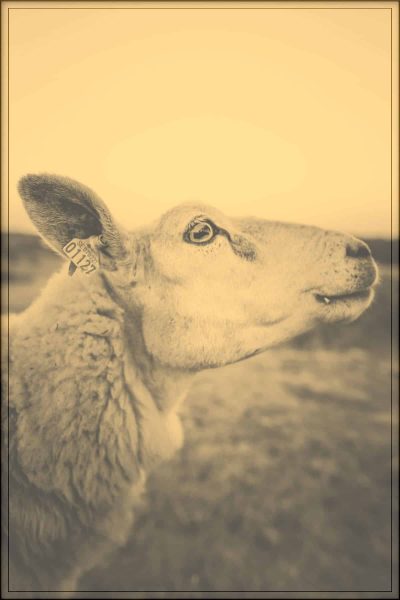 Rüyada Koyun Kellesi Görmek Diyadinnet