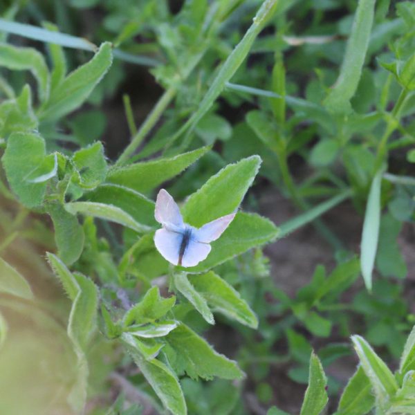 Ruyada Kucuk Abdest Yapmak