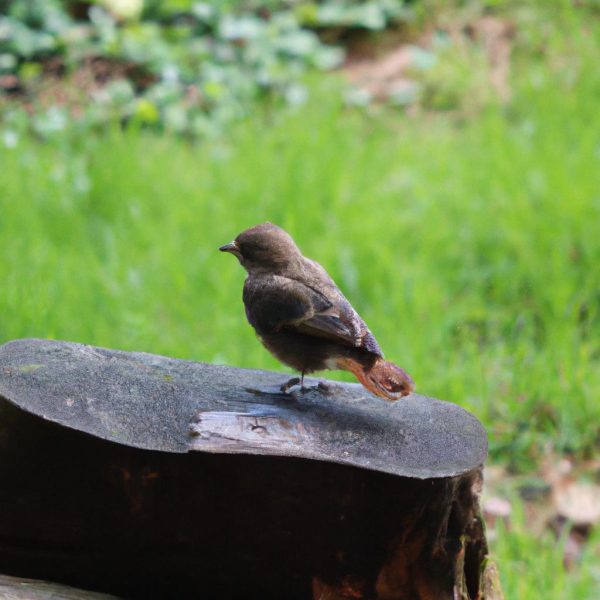 Ruyada Kucuk Abdestini Yapmak