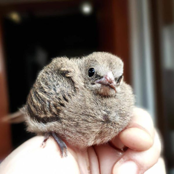 Ruyada Kucuk Altin Gormek