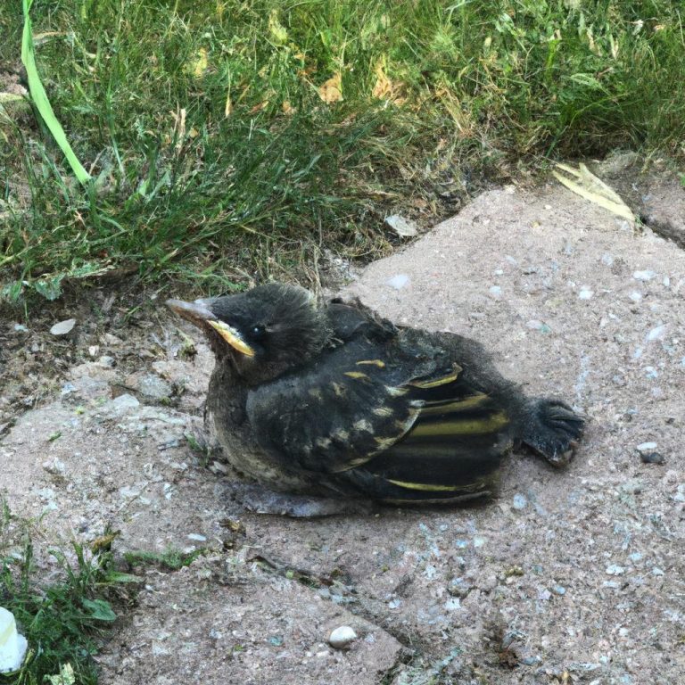 Ruyada Kucuk Cisini Yapmak