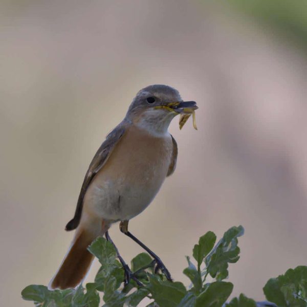 Ruyada Kucuk Fare Gormek