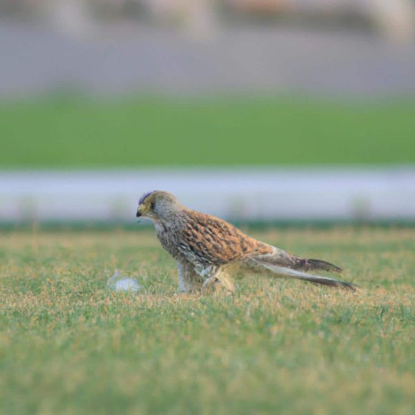 Ruyada Kulak Kiri Gormek