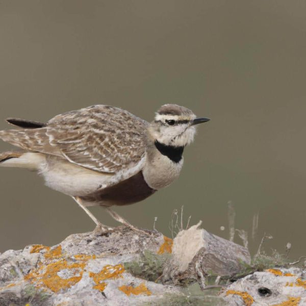 Ruyada Kulaklik Gormek