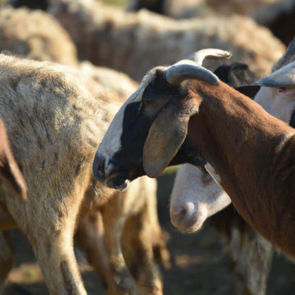 Ruyada Kurban Kesildigini Gormek