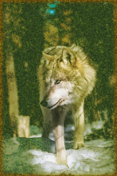 Rüyada Kurt Görmek