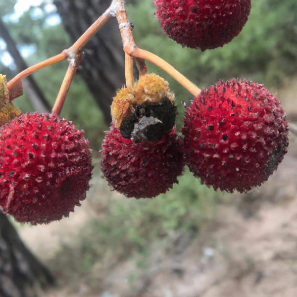 Ruyada Kurtcuklar Gormek