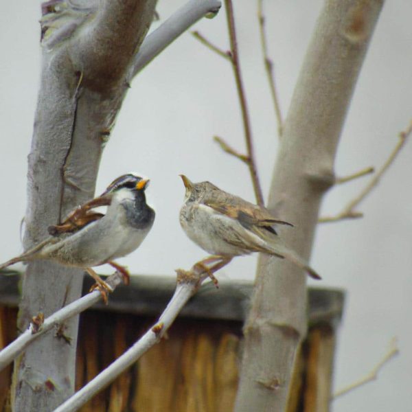Ruyada Kusu Elinde Tutmak