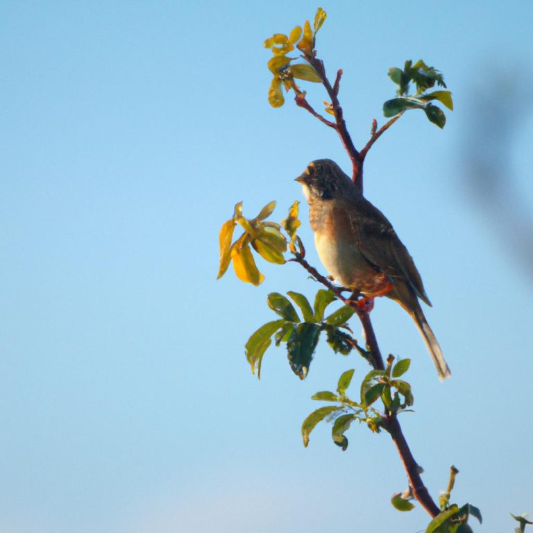 Ruyada Kusun Konusmasi