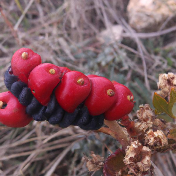 Ruyada Kuyumcu Gormek