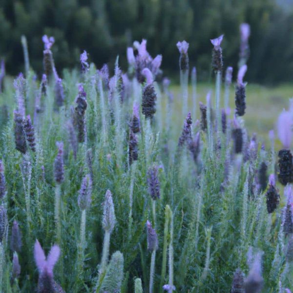 Ruyada Lavanta Gormek