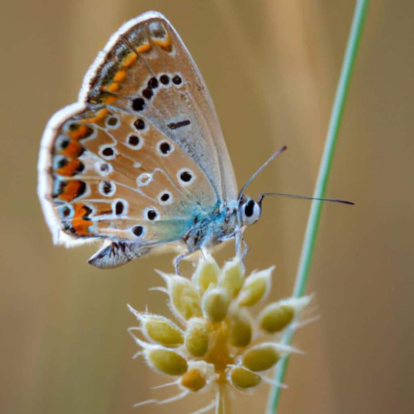 Ruyada Leylek Surusu Gormek