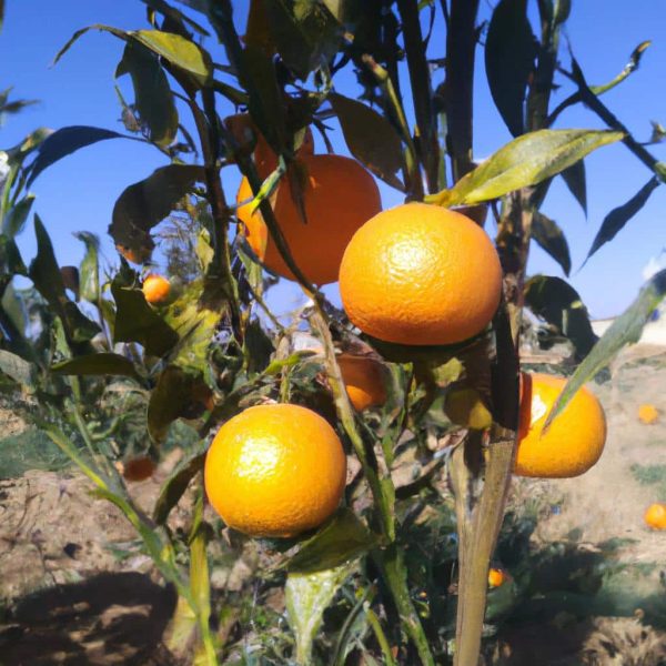 Ruyada Mandalina Agaci Gormek