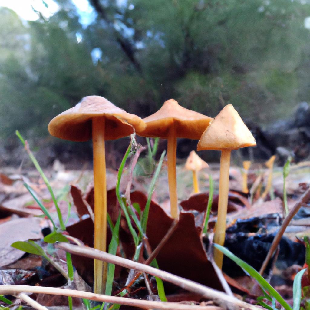 Ruyada Mantar Gormek Ne Anlama Gelir