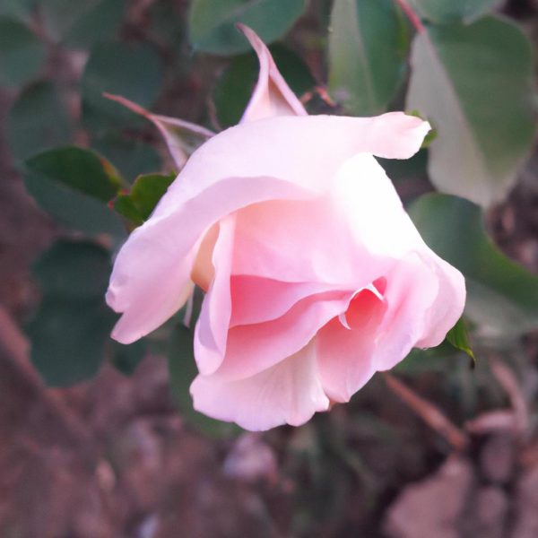 Ruyada Mavi Gul Gormek