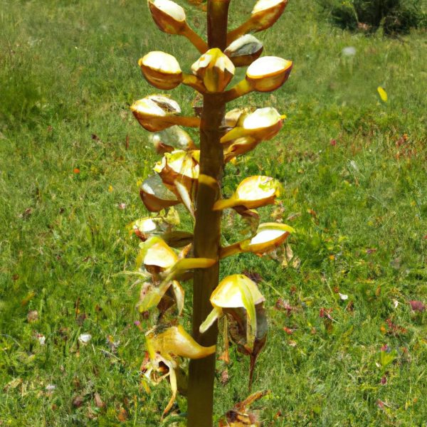 Ruyada Menekse Gormek