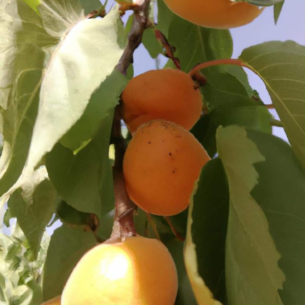 Ruyada Meyve Agaci Gormek