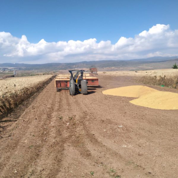 Ruyada Misir Tarlasi Gormek