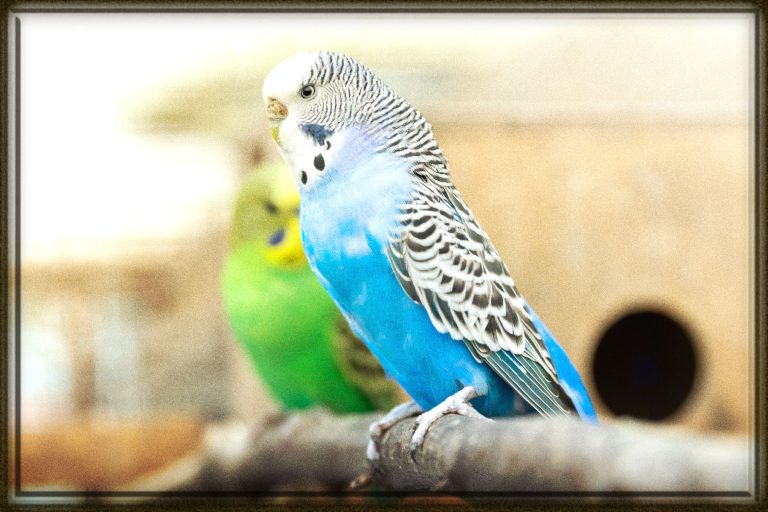 Rüyada Muhabbet Kuşu Görmek