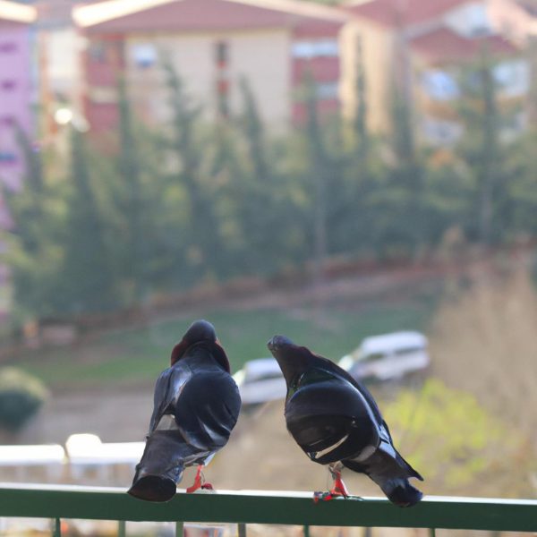 Ruyada Muhabbet Kusu Gormek Ne Anlama Gelir