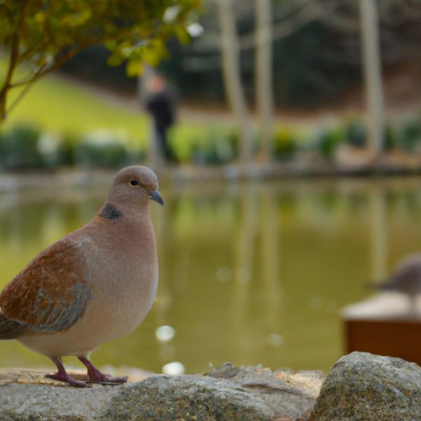 Ruyada Muhabbet Kusunun Kactigini Gormek