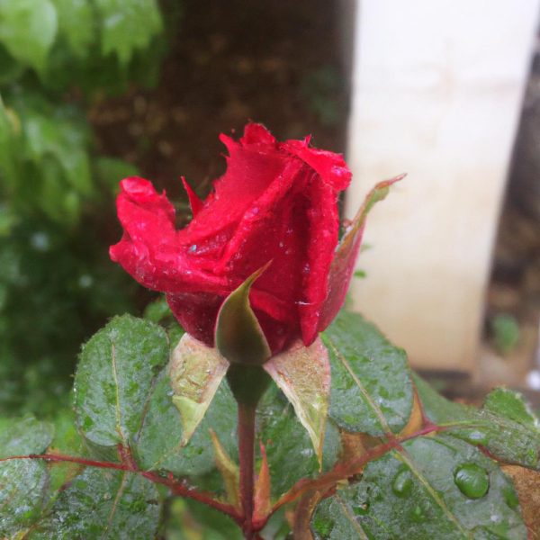 Ruyada Nefes Alamamak