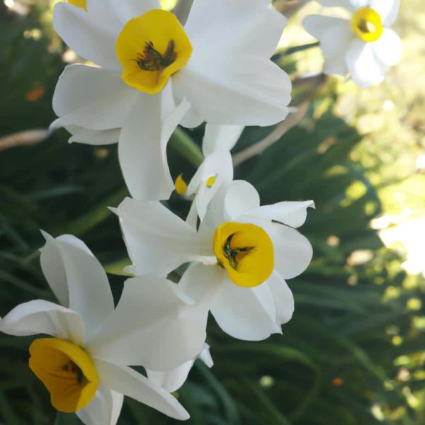 Ruyada Nergis Gormek