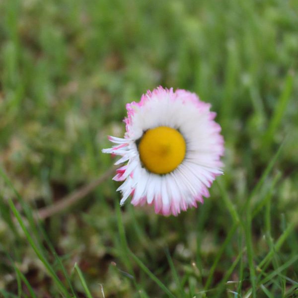 Ruyada Oglumun Oldugunu Gormek