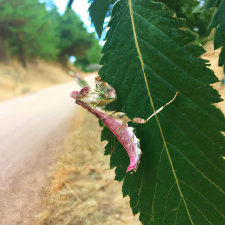 Ruyada Oklava Gormek