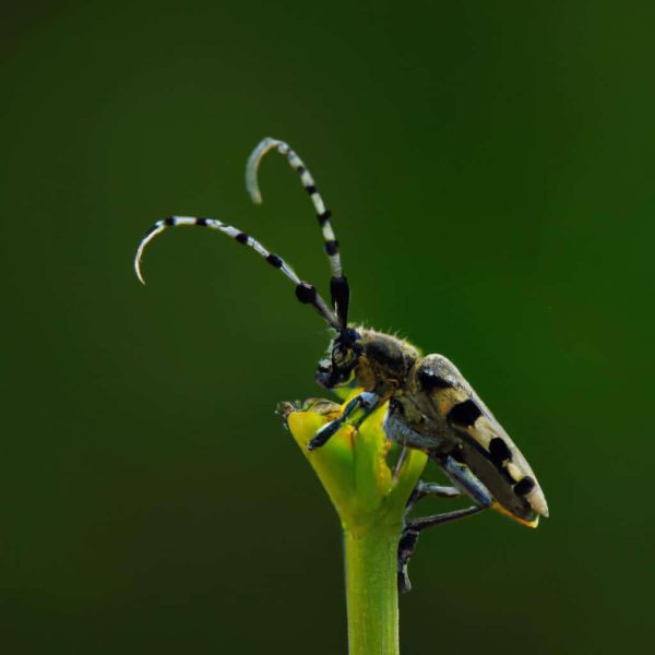 Ruyada Okyanus Gormek