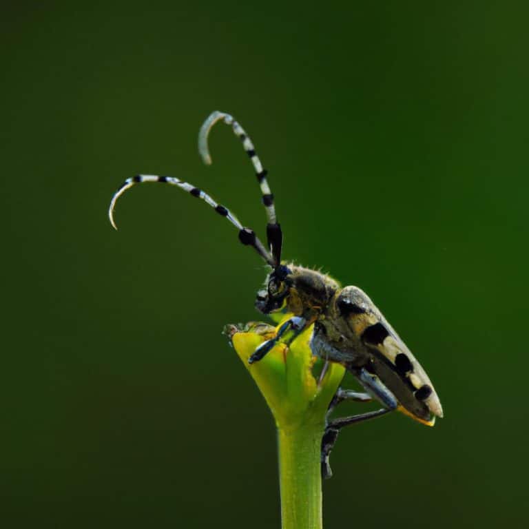 Ruyada Okyanus Gormek