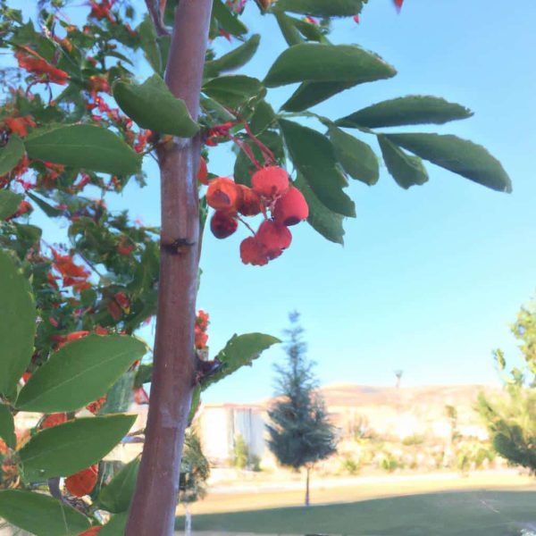 Ruyada Olecegini Hissetmek