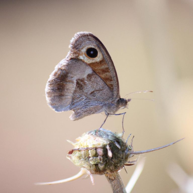 Ruyada Olen Birini Canli Gormek