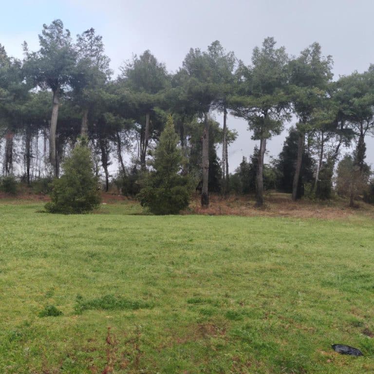 Ruyada Olen Birinin Tekrar Oldugunu Gormek