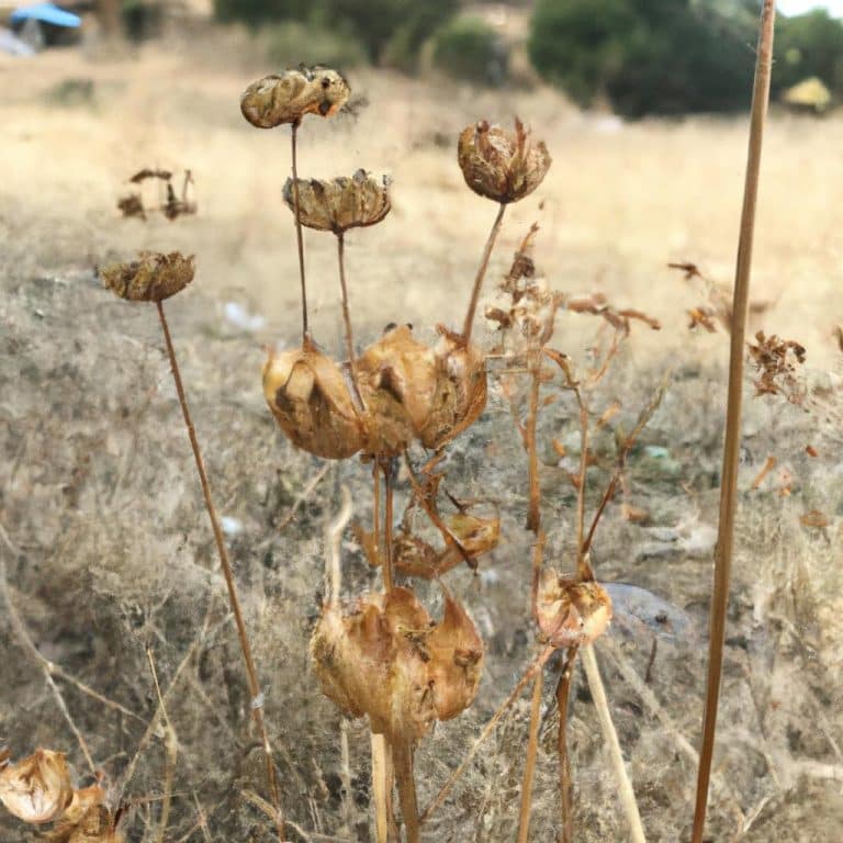 Ruyada Olen Biriyle Konusmak
