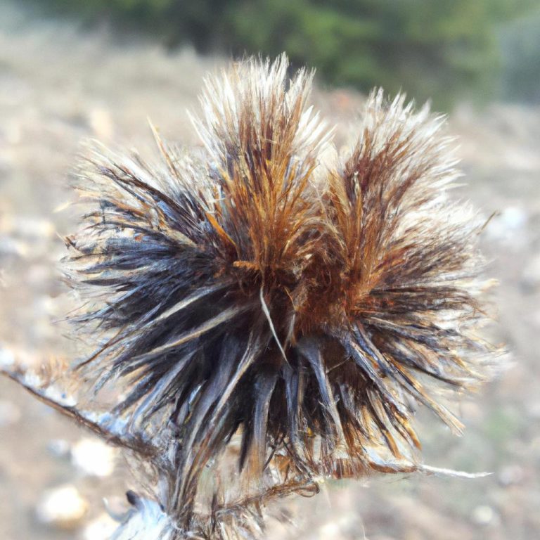 Ruyada Olen Kardesi Gormek