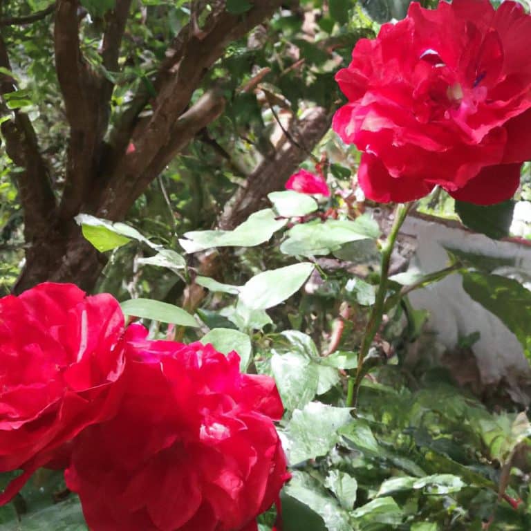 Ruyada Olmus Anne Ile Konusmak