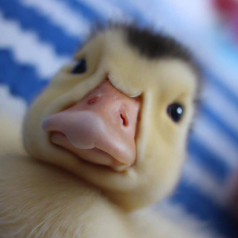 Ruyada Olmus Bebek Gormek