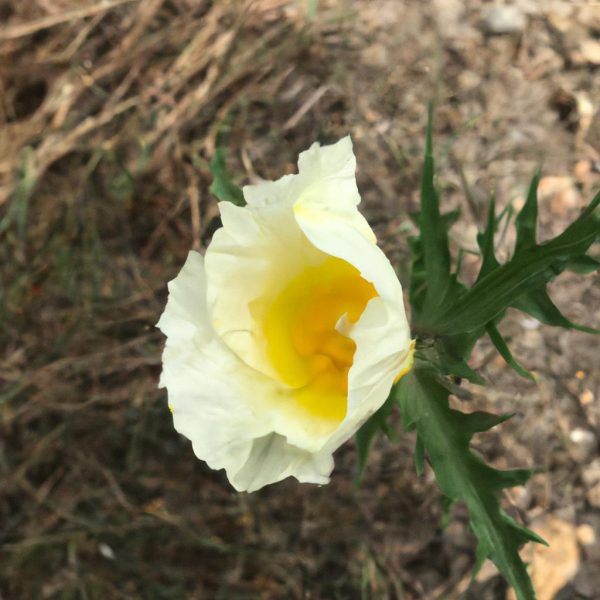 Ruyada Olmus Birini Yatakta Gormek