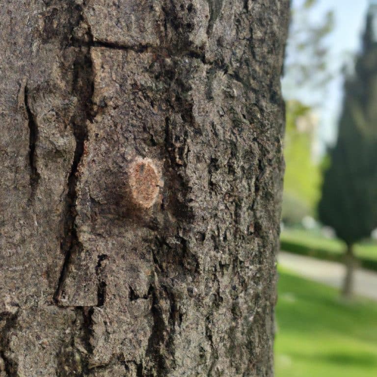 Ruyada Olmus Birinin Oldugunu Gormek