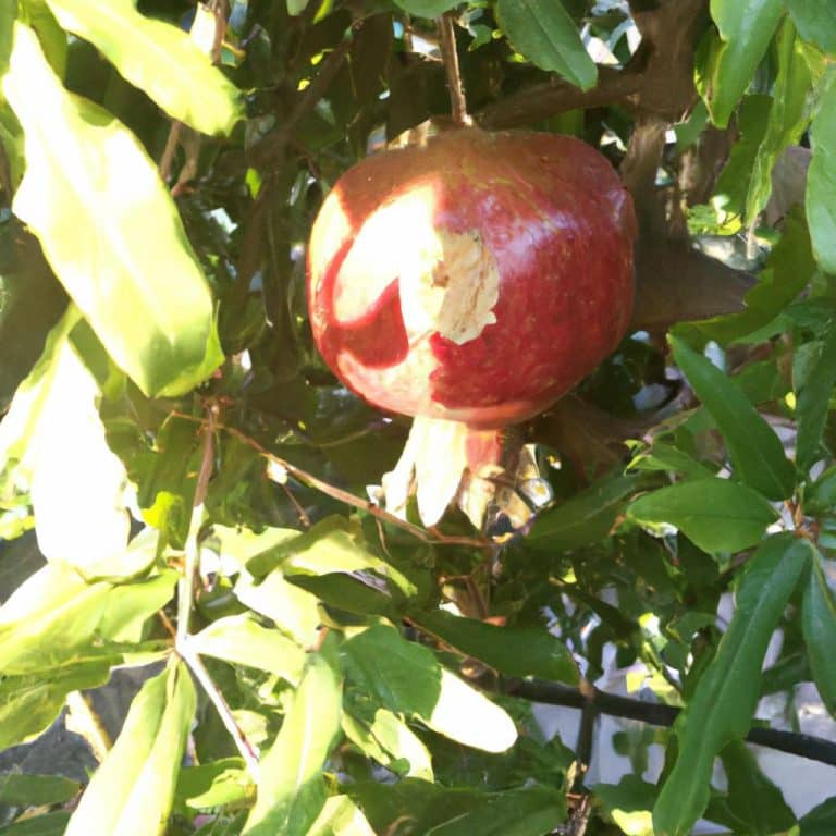 Ruyada Olmus Dedeyi Canli Gormek