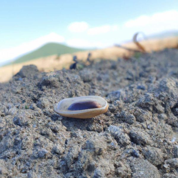 Ruyada Olmus Kaynanayi Gormek