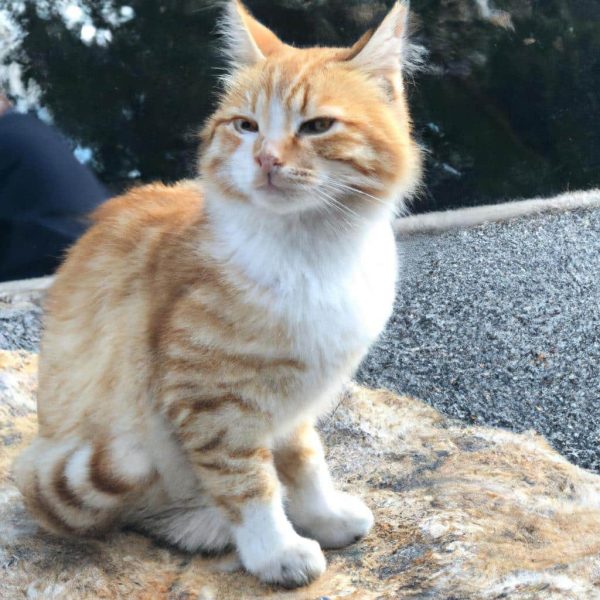 Ruyada Olmus Kedi Gormek