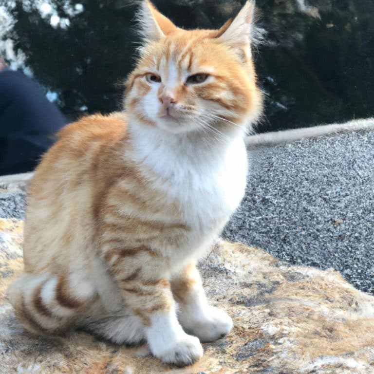 Ruyada Olmus Kedi Gormek