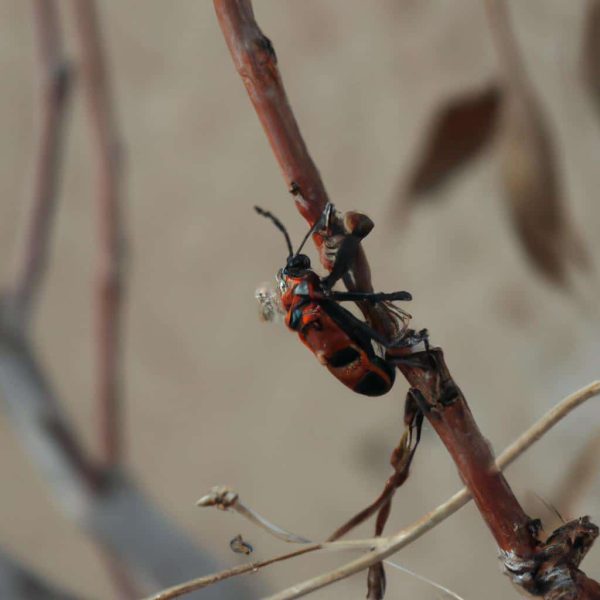 Ruyada Olmus Kocami Gormek