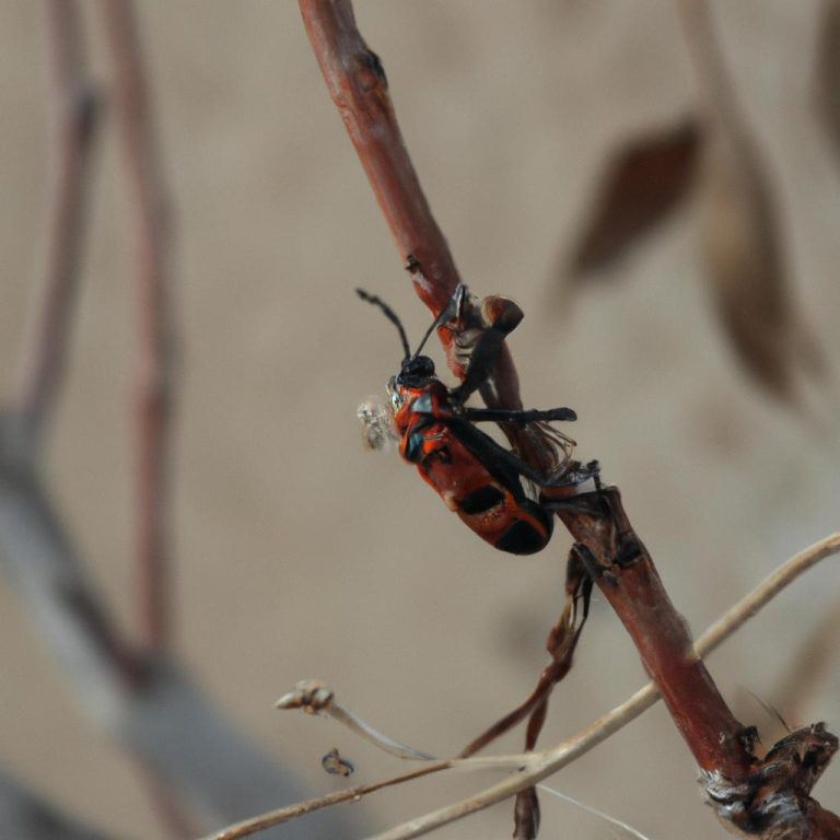 Ruyada Olmus Kocami Gormek