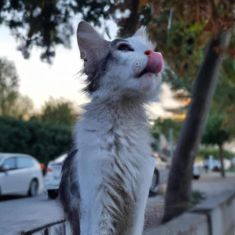 Ruyada Olmus Kocasini Gormek